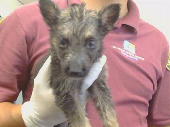 NITIRI -  German Shepherd Dog Dog for Adoption in Sacramento, California - NITIRI | PetCurious