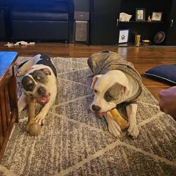 Pit Bull Terrier Dogs Available for Adoption in Valparaiso, Indiana - Poppy | PetCurious