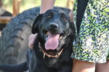 Gunner -  Labrador Retriever Dog for Adoption in Lewisville, Indiana - Gunner | PetCurious