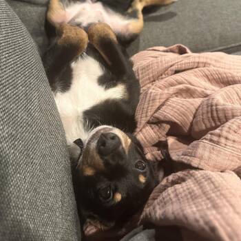 Hound Dogs Available for Adoption in Baltimore, Maryland - Whoopie Pie | PetCurious