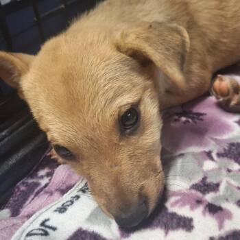 Malachi -  Shepherd and Mixed Breed Dog for Adoption in Flagstaff, Arizona - Malachi | PetCurious