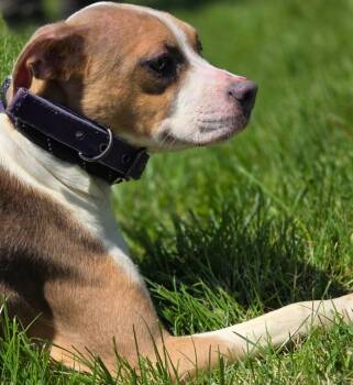 Maggie Ma -  Pit Bull Terrier and Jack Russell Terrier Dog for Adoption in Huntington, Indiana - Maggie Ma | PetCurious