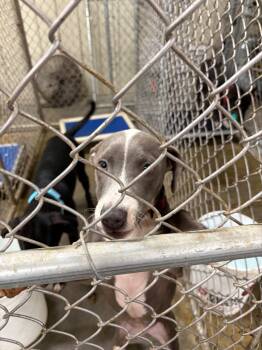 Rescue American Staffordshire Terrier Dogs for Adoption in Lawrenceville, Illinois - Dash | PetCurious