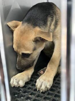 Mixed Breed Dogs Available for Adoption in Dallas, Texas - MYA | PetCurious