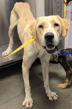 Terabithia -  Retriever and Great Pyrenees Dog for Adoption in Fresno, California - Terabithia | PetCurious