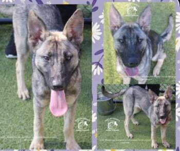 German Shepherd Dog Dogs Available for Adoption in Chesapeake, Virginia - Missy | PetCurious