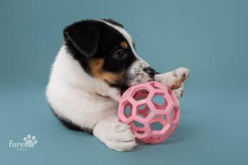 Tator -  Cattle Dog and Australian Shepherd Dog for Adoption in Valley Park, Oklahoma - Tator | PetCurious