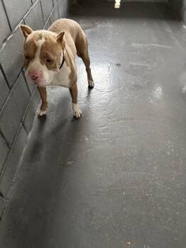 American Staffordshire Terrier Dogs Available for Adoption in Edna, Texas - FOUND - Pit | PetCurious