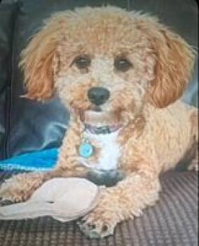 Tobi -  Maltipoo and Miniature Poodle Dog for Adoption in Poway, California - Tobi | PetCurious