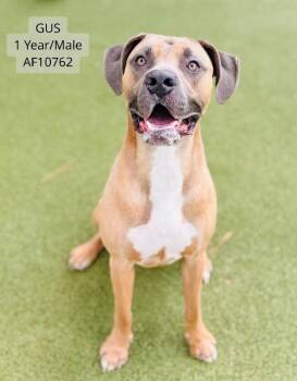 Gus -  Pit Bull Terrier and Great Dane Dog for Adoption - Gus | PetCurious