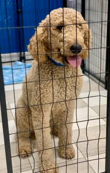 Rescue Goldendoodle Dogs for Adoption in Hartwell, Georgia - Boodles | PetCurious