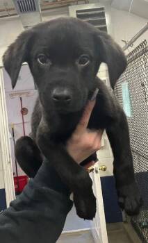 Labrador Retriever Dogs Available for Adoption - Doug 10 Weeks Ava 1/28 | PetCurious