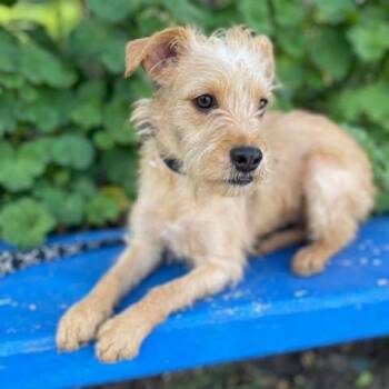 Border Terrier and English Cocker Spaniel Dogs Available for Adoption in Cupertino, California - DARLING  2 Yrs 22 Lbs | PetCurious