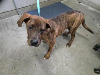A883516 -  Plott Hound and Mixed Breed Dog for Adoption in Camarillo, California - A883516 | PetCurious