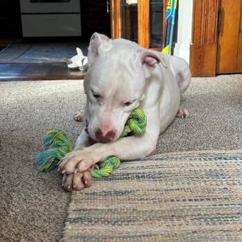 Albert -  Mixed Breed Dog for Adoption in Springboro, Ohio - Albert | PetCurious