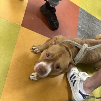 Rescue Mixed Breed Dogs for Adoption in Philadelphia, Pennsylvania - Skyy | PetCurious