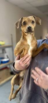 Chihuahua and Jack Russell Terrier Dogs Available for Adoption in Pottstown, Pennsylvania - Jacke | PetCurious