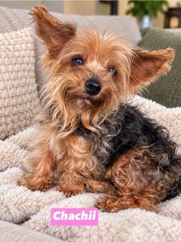 Chachii -  Yorkshire Terrier Dog for Adoption in Semmes, Alabama - Chachii | PetCurious