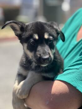 RAVEN -  Black Labrador Retriever Dog for Adoption in Los Angeles, California - RAVEN | PetCurious