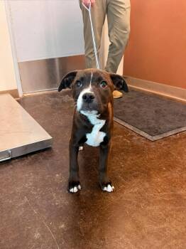 Twitch -  Boxer and Bull Terrier Dog for Adoption in Manhattan, Kansas - Twitch | PetCurious