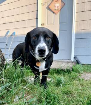 Duke -  Labrador Retriever Dog for Adoption in Princeton, Massachusetts - Duke | PetCurious