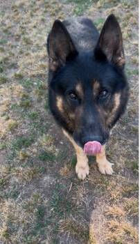 Kash -  German Shepherd Dog Dog for Adoption in Roswell, Georgia - Kash | PetCurious