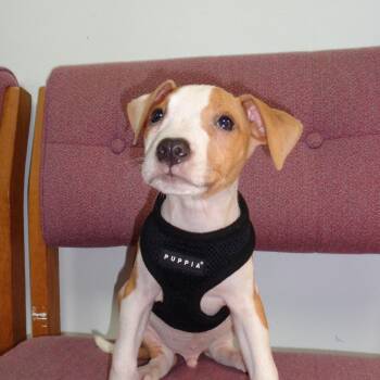 Rescue Terrier Dogs for Adoption in Miami, Florida - HUEY-TRAINED DOG | PetCurious