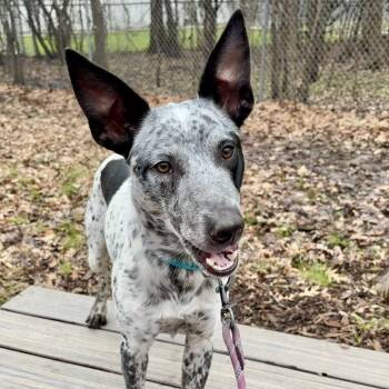 Australian Cattle Dog Blue Heeler and Rat Terrier Dogs Available for Adoption in Riverwoods, Illinois - Spice | PetCurious