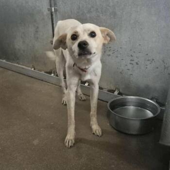 Carlitos -  Terrier Dog for Adoption in Edinburg, Texas - Carlitos | PetCurious