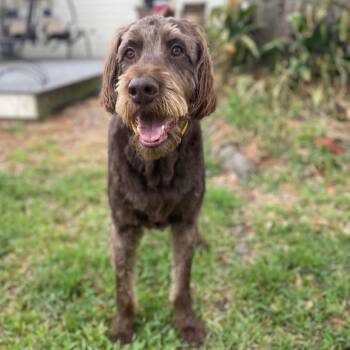 Rue (Baton Rouge, Louisiana) -  German Wirehaired Pointer Dog for Adoption in Santa Rosa, California - Rue (Baton Rouge, Louisiana) | PetCurious