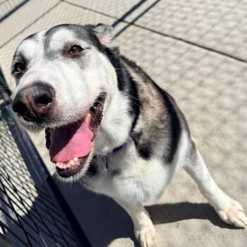 Sky -  Husky Dog for Adoption in Cheyenne, Wyoming - Sky | PetCurious