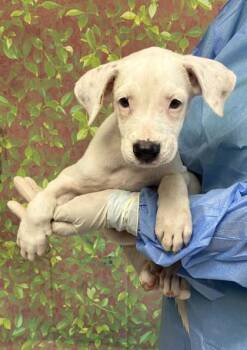Shaggy -  American Staffordshire Terrier and Mixed Breed Dog for Adoption in San Antonio, Texas - Shaggy | PetCurious