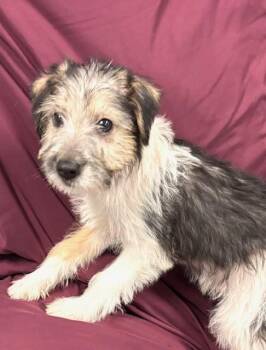 Terrier and Mixed Breed Dogs Available for Adoption - Rafa | PetCurious