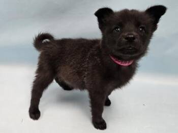 Kix -  German Shepherd Dog and Mixed Breed Dog for Adoption in Minneapolis, Minnesota - Kix | PetCurious