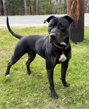 Pit Bull Terrier and Rottweiler Dogs Available for Adoption in Lunenburg, Vermont - Aurora | PetCurious