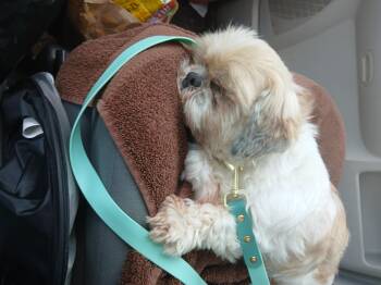 Lani -  Shih Tzu Dog for Adoption in Carey, Ohio - Lani | PetCurious