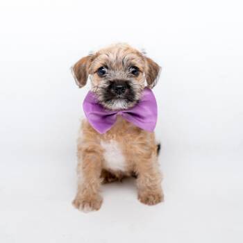 Chihuahua and Shih Tzu Dogs Available for Adoption in New York, New York - Kipper | PetCurious