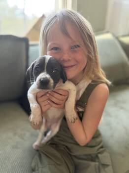 English Coonhound Dogs Available for Adoption in Honey Brook, Pennsylvania - Yarrow  | PetCurious