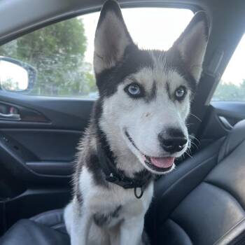 Boo Bop Rainbow Surprise 3518 -  Husky Dog for Adoption in Loxahatchee Groves, Florida - Boo Bop Rainbow Surprise 3518 | PetCurious