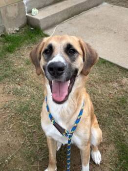 Rescue Mixed Breed Dogs for Adoption in Memphis, Tennessee - Califlower | PetCurious
