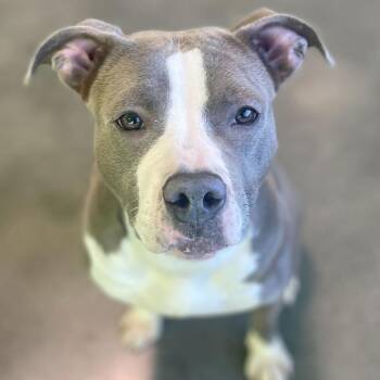 Diamond D11053 -  Pit Bull Terrier and American Staffordshire Terrier Dog for Adoption - Diamond D11053 | PetCurious