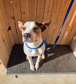 Hound Dogs Available for Adoption in Missouri City, Texas - Buddy | PetCurious