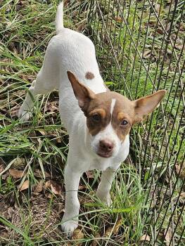 Rescue Rat Terrier Dogs for Adoption in South Kingstown, Rhode Island - Belle Flowerpot | PetCurious