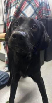 Labrador Retriever and Mixed Breed Dogs Available for Adoption - Free Bird | PetCurious