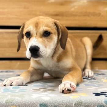 CeCe -  Beagle and Mixed Breed Dog for Adoption in Mount Pleasant, Texas - CeCe | PetCurious