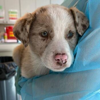 Mixed Breed Dogs Available for Adoption - Dottie | PetCurious