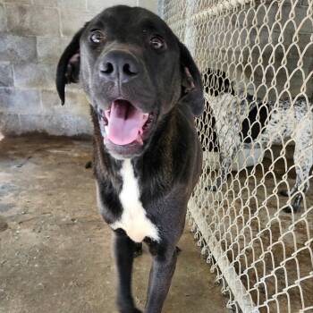 HAMHOCK -  Hound Dog for Adoption in Chicopee, Massachusetts - HAMHOCK | PetCurious