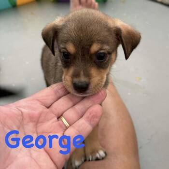 Chihuahua and Terrier Dogs Available for Adoption in Carmel Hamlet, New York - George | PetCurious