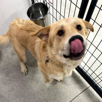 Wilbur -  Golden Retriever and Great Pyrenees Dog for Adoption in La Grange, Kentucky - Wilbur | PetCurious