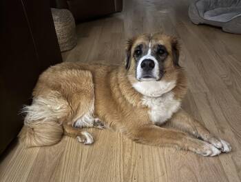 Rescue Mixed Breed and Golden Retriever Dogs for Adoption in Waitsfield, Vermont - Annie - In New England | PetCurious